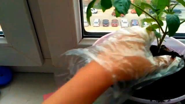 Балконные томаты  Ухаживаем правильно смотреть онлайн