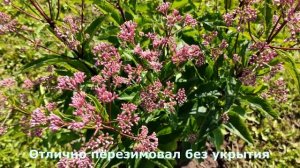 Этот многолетник очаровал всех! Посконник Фантом