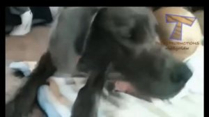 Большие собаки и маленькие дети