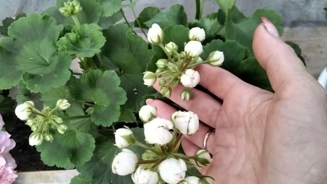 #212.Любимые розебудные пеларгонии в новом исполнении! смотреть онлайн