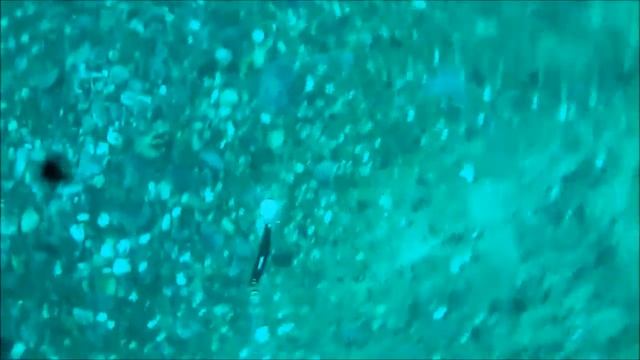 Палтус зубатка и треска смотреть онлайн