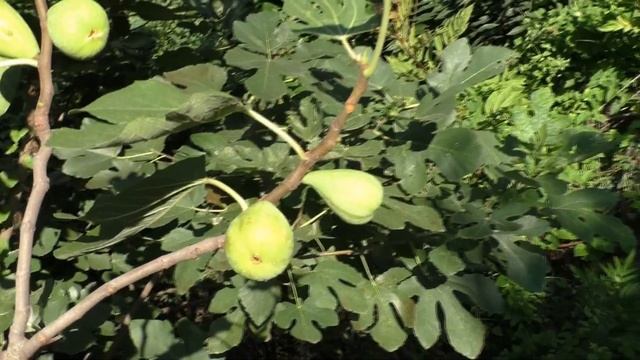 Инжир Далматский основной урожай