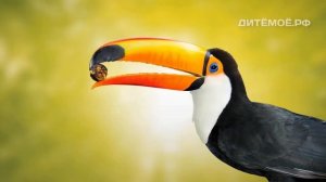 Тукан. Энциклопедия для детей про животных. Тропики, птицы