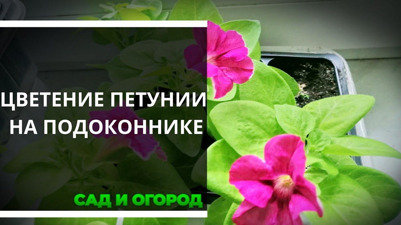 Петуния не дождалась пересадки, зацвела на подоконнике