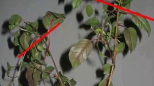 Осенняя обрезка Фуксии. Как и когда нужно стричь фуксию на зиму!