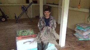 500+ Заготавливаем полынь для борьбы от клеща и нозематоза.