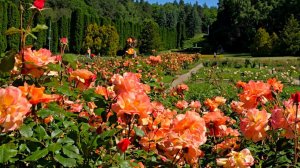 Кисловодск/Долина роз/Видео от 6.06.2024