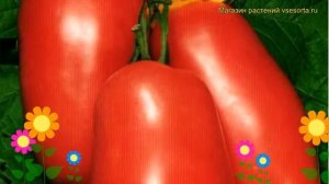 Томат обыкновенный Варвара. Краткий обзор, описание характеристик Varvara