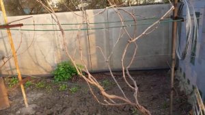 Подвязка винограда на шпалеру 2021