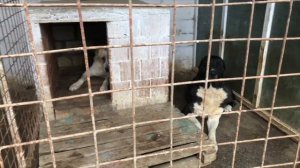 Наши питомцы- Карабахские гурдбасары, кангалы, тибетские мастифы и т.д.