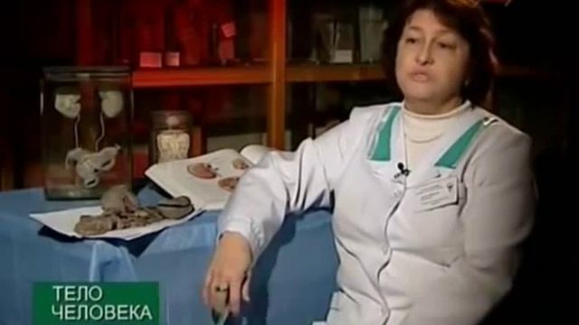 Почки человека - строение и функции