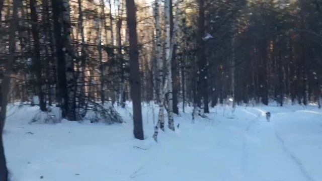 Весенний поход, 30км в тайгу, черный плёс. Следы волка. смотреть онлайн