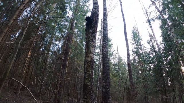 Друзья, берегите лес-это наше богатство! смотреть онлайн