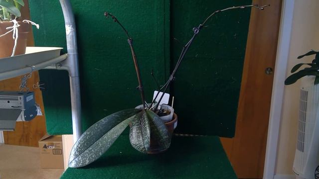 orchid Phal schilleriana var purpurea смотреть онлайн