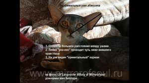 Абиссинская кошка - стандарт породы. Часть 1