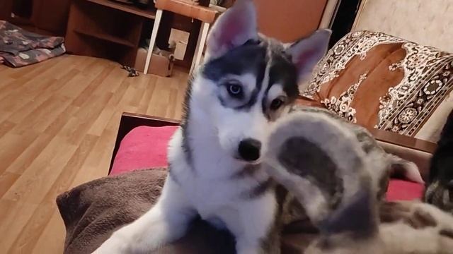 Студия "ХасьЮльКиноПродакшен" представляет: "Играем с Хаски" смотреть онлайн