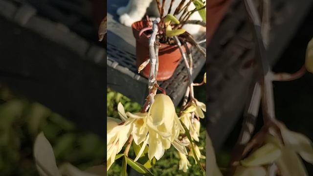 Dendrobium moniliforme/Дендробиум монилиформе смотреть онлайн