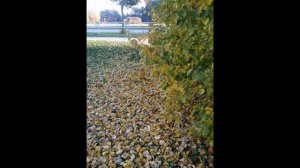 Ян Френкель  Забытый вальсок