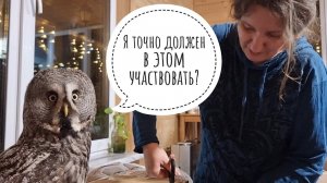 Распаковка коробочки с Севера. Сова Кофи участвовать отказался, но кошка Морошка пришла и помогла