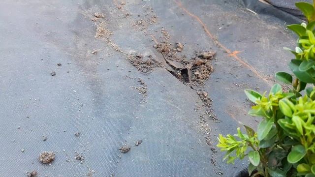 ?САМШИТ. Живая изгородь из самшита. Бордюр из самшита.