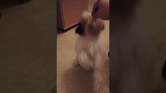 Шит-Цу, самый милый щенок смотреть онлайн