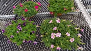 Petunia bloom time-lapse