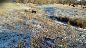 Овцы в мороз на пастбище