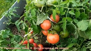 Забыли об этом Сорте Томата, а зря! Урожайный Розовый сорт помидоров для открытого грунта "Лакомка"