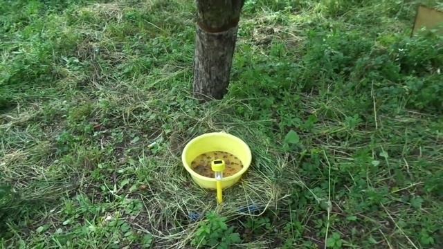 Эффективная борьба с яблонной плодожоркой. О китайцах. смотреть онлайн