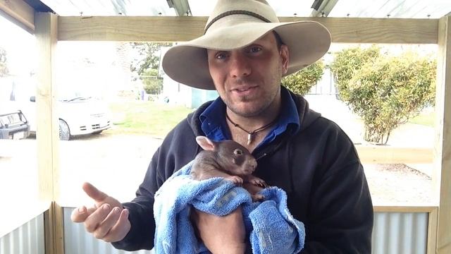 Why Do Wombats Have Square Poo? смотреть онлайн