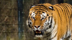 царь хищников. уссурийский  тигр.