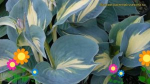 Хоста гибридная Дрим Квин. Краткий обзор, описание характеристик hosta hybrida Dream Queen