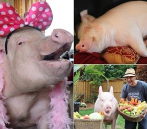 Как выращивают / кормят поросят в царском посёлке Бажаново города Кривой Рог
