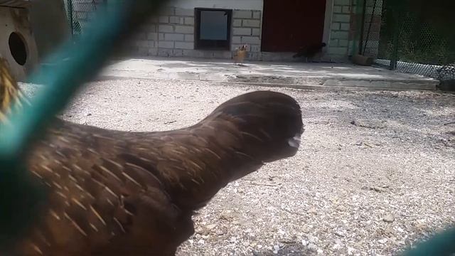 Птахи для дітей | Заповідник АСКАНІЯ НОВА |  Півень,  огар,  журавель вінценосний