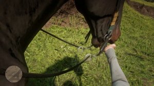 Лошадь какает в RDR2.