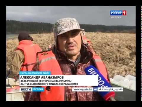 Водоемы Югры пополнили пелядью и муксуном