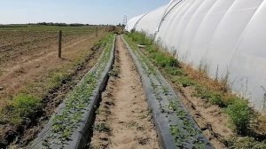 Паутинный клещ на клубнике