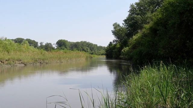 Кряква. Кряковая утка. Голоса птиц
