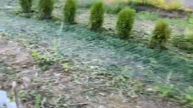 04.07.20. Переехал череночник. Посадки. смотреть онлайн