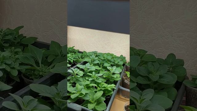обзорчик, но не совсем мини😊