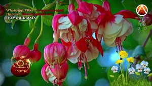 ? БЕРЕГИ ЦВЕТОК! ? Фуксия приметы и суеверия. В Доме, Квартире - Вдовьин цветок ? - Маг Fose