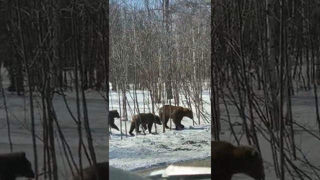 МЕДВЕДИ НА КАМЧАТКЕ ПРОСЫПАЮТСЯ смотреть онлайн