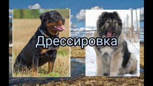 Кавказская овчарка против Ротвейлера//Кто победит???
