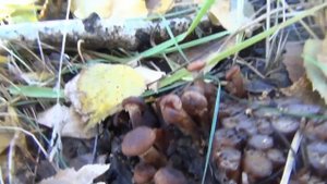 Рост гриба опят. В течении 7 дней мы следили за ростом опят. Видео высокой четкости.