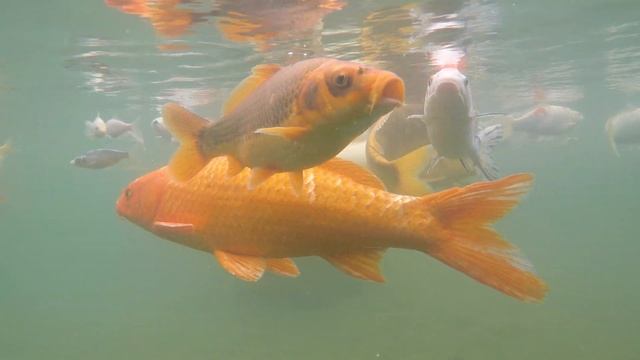 Японский парк. Крым смотреть онлайн