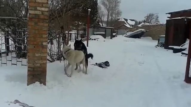 Собачья любовь.