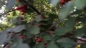 Вишня "Норд стар" и "Шпанка ".