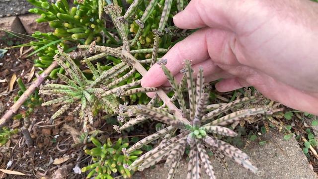 My Kalanchoe Tubiflora "mother of millions" is BLOOMING and it's Beautiful смотреть онлайн