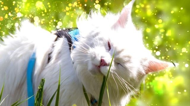 Слайд-шоу "Наши питомцы"