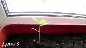 Как растет дуб из желудя. Sony AS300. Timelapse 4K.